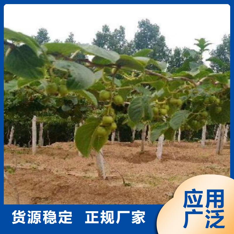 猕猴桃,【杏树苗】48小时发货-服务范围包括睢宁|贾汪|镇江|盐城|南通|扬州|泰州|宿迁|连云港等
