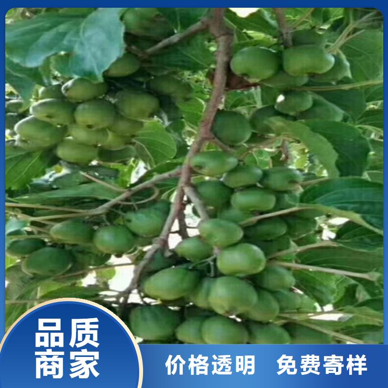 猕猴桃_樱桃苗厂家大量现货