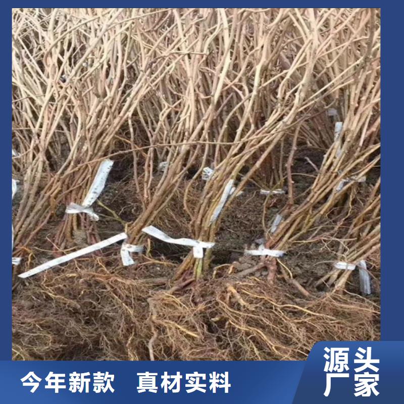 猕猴桃桃树苗实体厂家大量现货