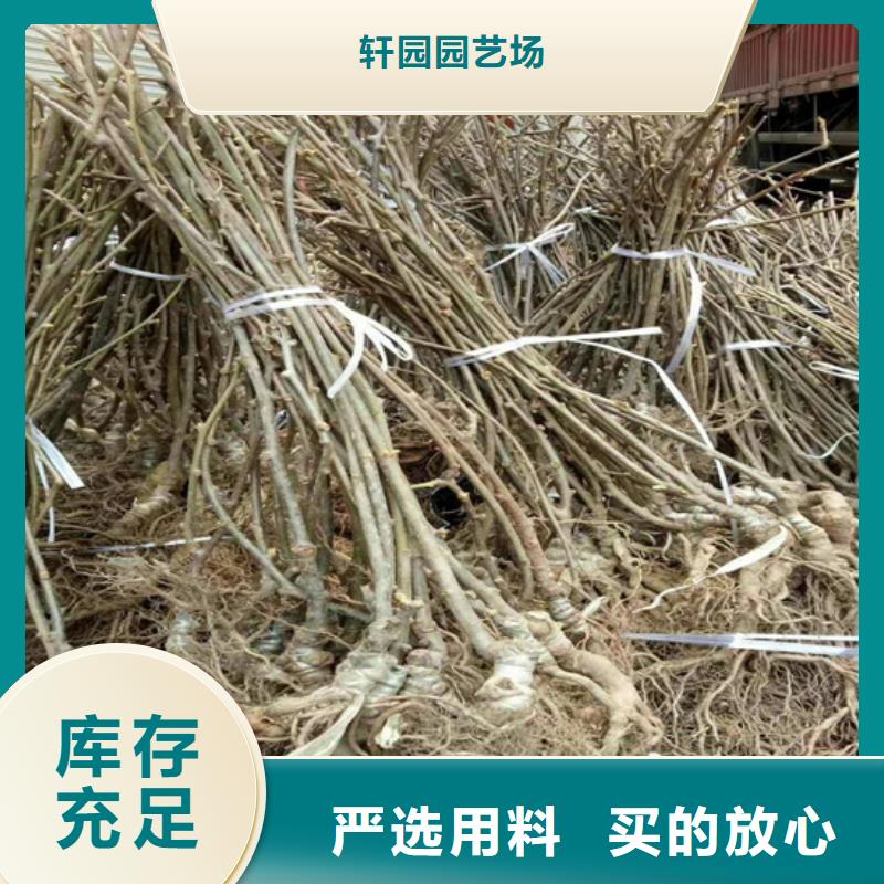 猕猴桃,【杏树苗】48小时发货-服务范围包括睢宁|贾汪|镇江|盐城|南通|扬州|泰州|宿迁|连云港等
