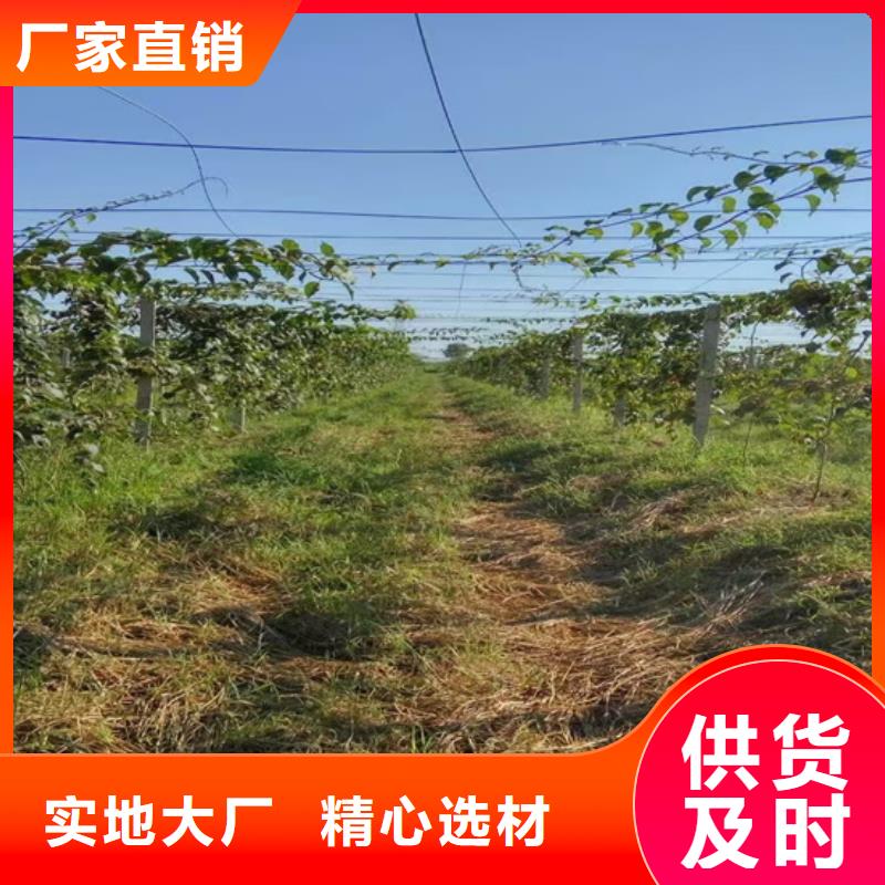 猕猴桃石榴树市场行情