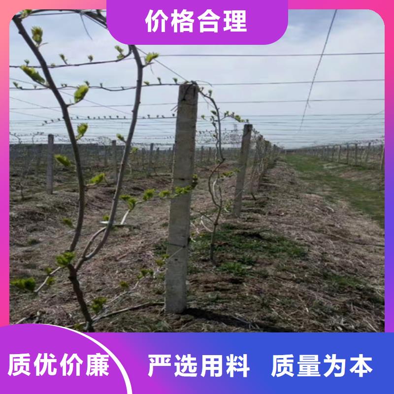 猕猴桃杏树苗多家仓库发货