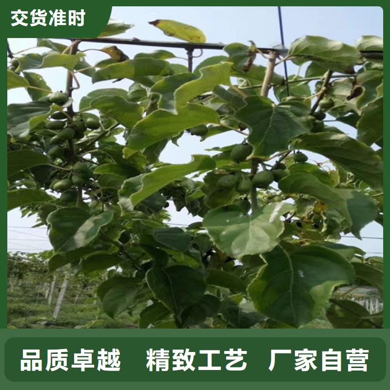 猕猴桃北美冬青产地工厂