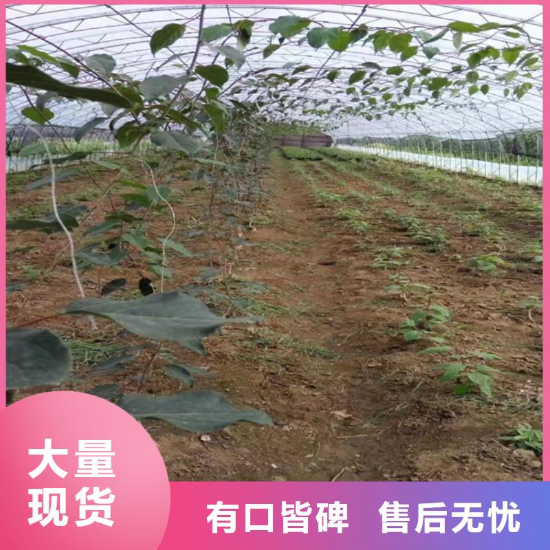 猕猴桃-【无花果苗】好货直供-轩园园艺场(阜阳市分公司)-云商赢企