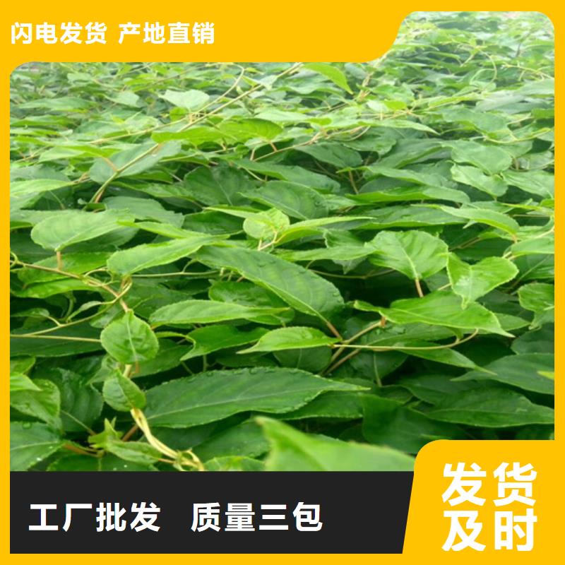 【猕猴桃】北美冬青大厂家实力看得见