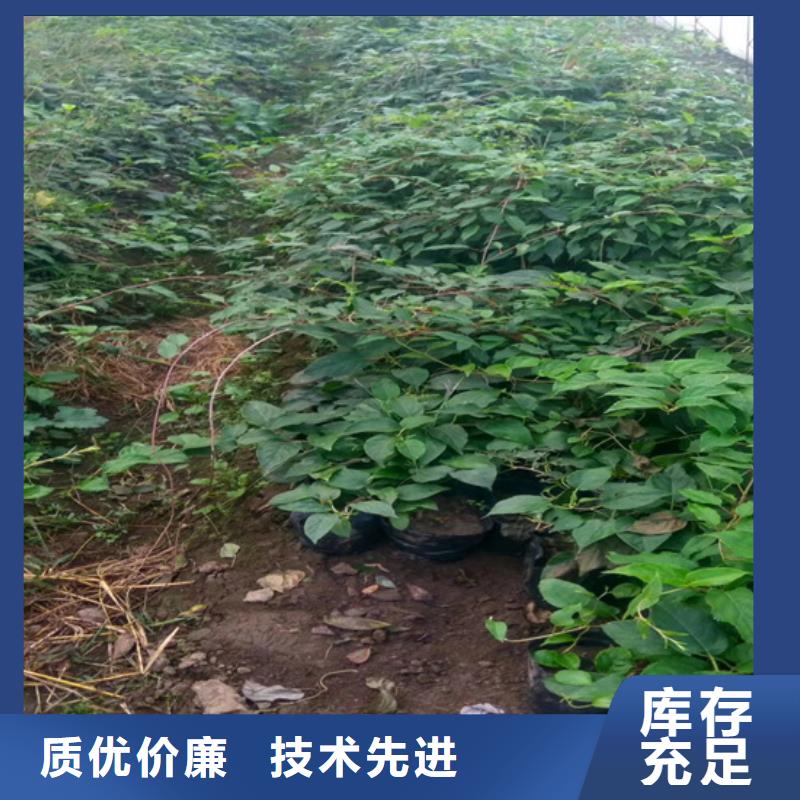 猕猴桃_樱桃苗厂家大量现货