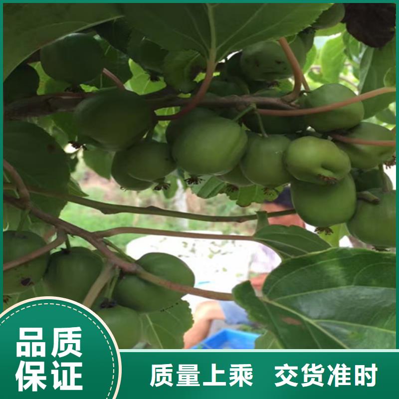 猕猴桃板栗苗专业设计