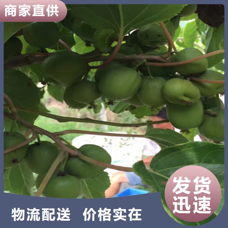 【猕猴桃】北美冬青大厂家实力看得见