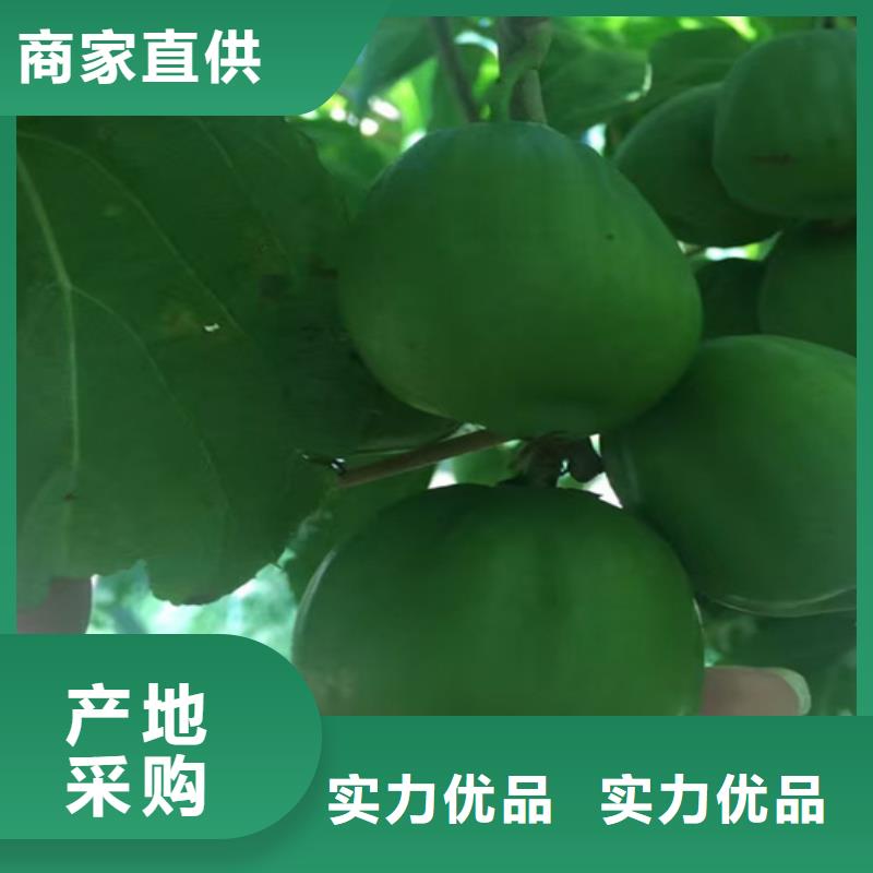 猕猴桃-【无花果苗】好货直供-轩园园艺场(阜阳市分公司)-云商赢企