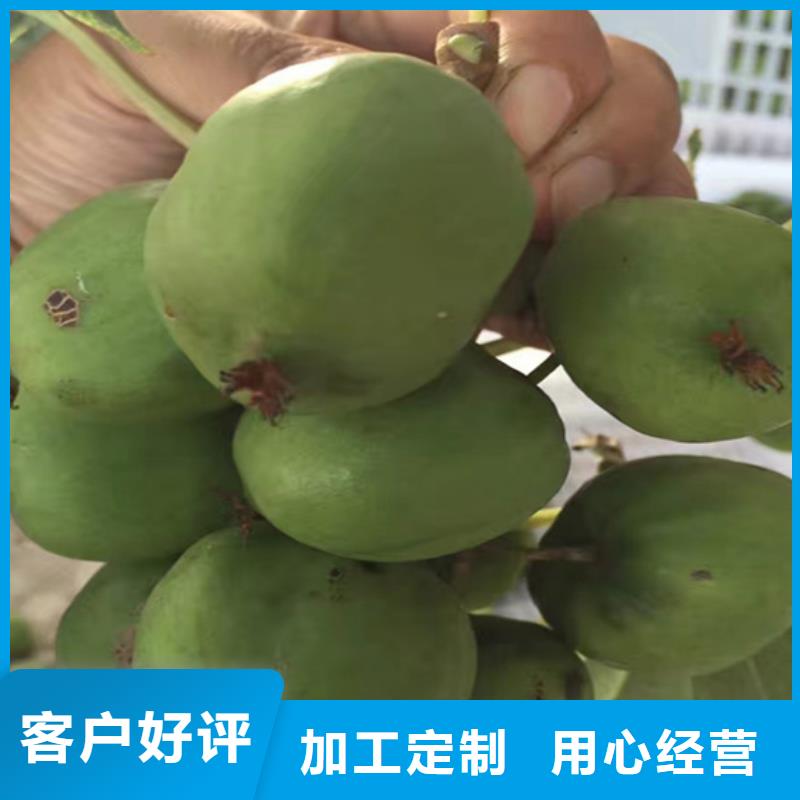 猕猴桃3公分软籽石榴苗不只是质量好