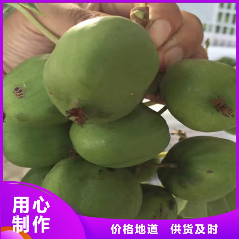 猕猴桃杏树苗多家仓库发货