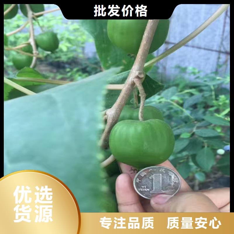 猕猴桃苹果苗厂家货源
