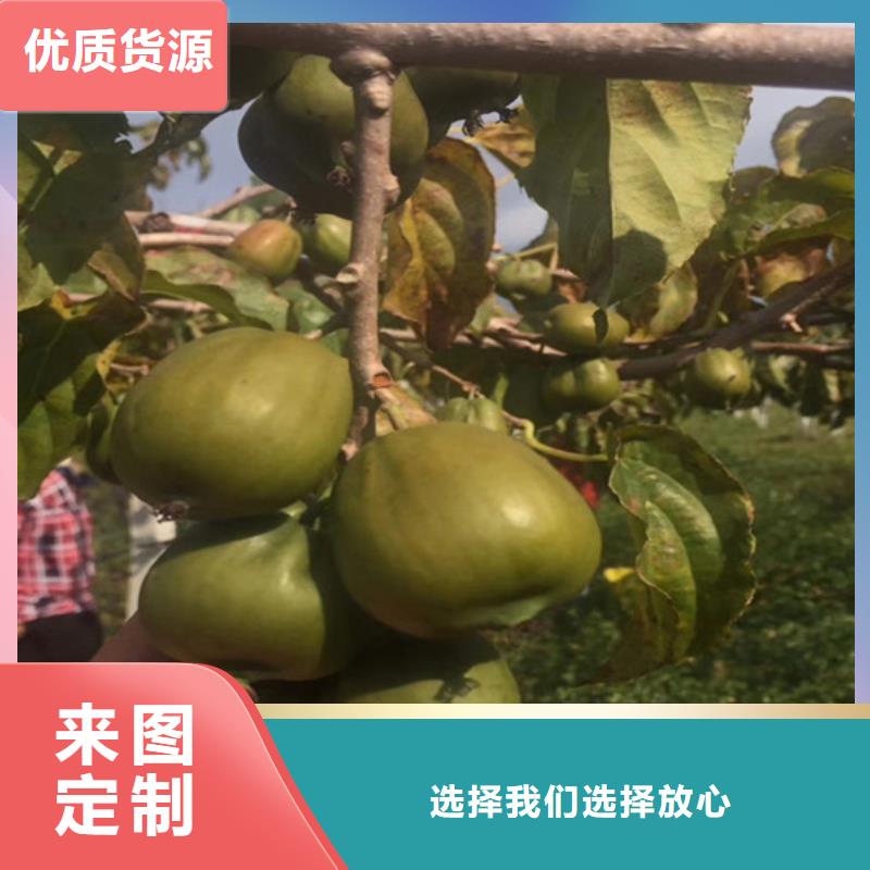 猕猴桃桃树苗实体厂家大量现货