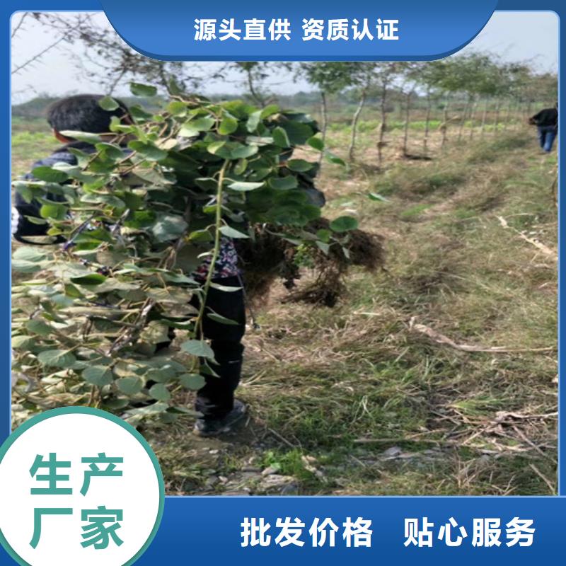 猕猴桃3公分软籽石榴苗不只是质量好