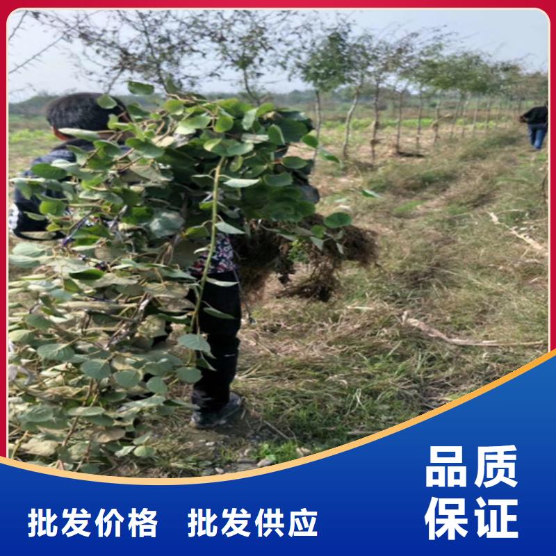 【猕猴桃】北美冬青大厂家实力看得见