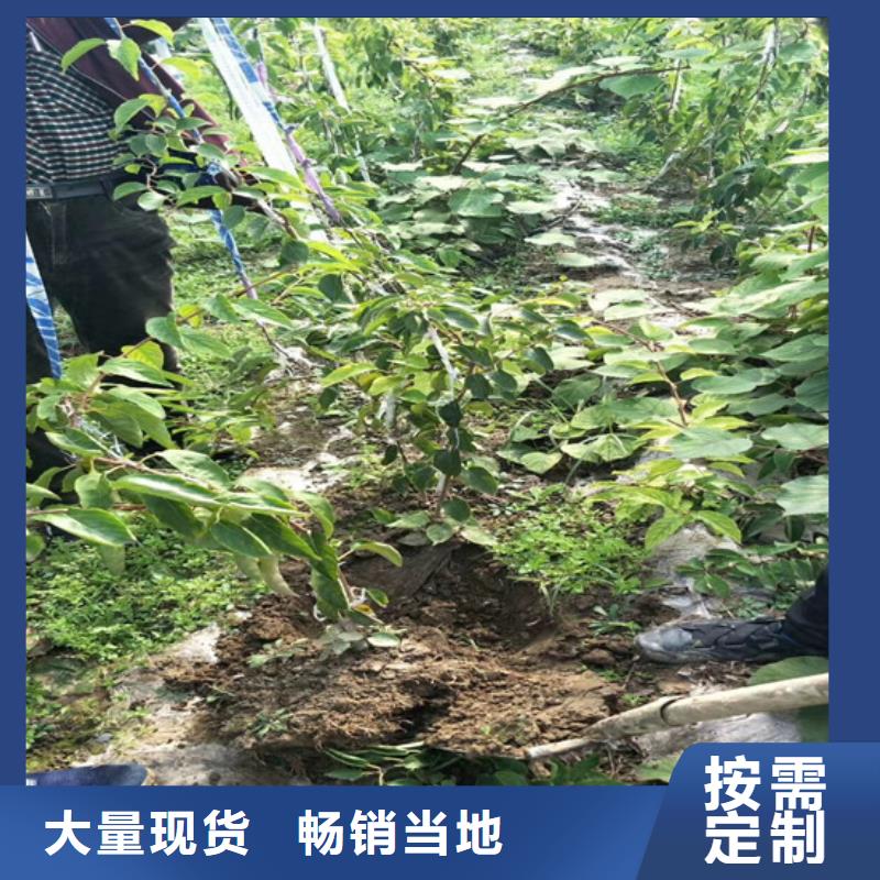 【猕猴桃】北美冬青大厂家实力看得见