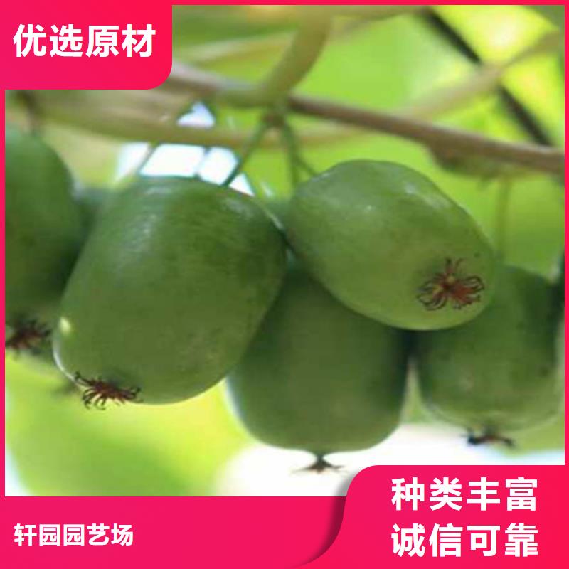 【猕猴桃樱桃苗工厂直营】