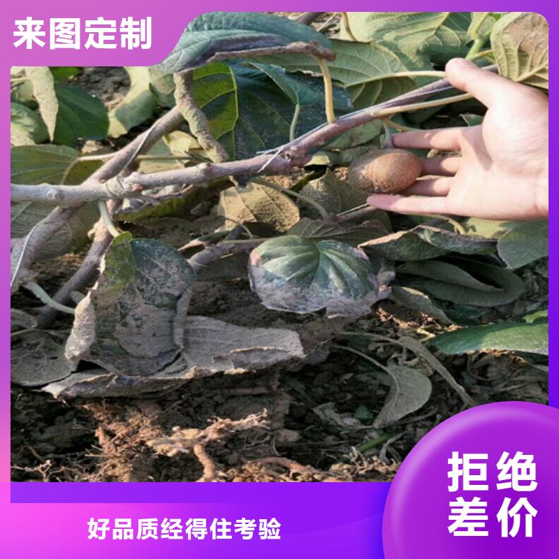 猕猴桃北美冬青产地工厂