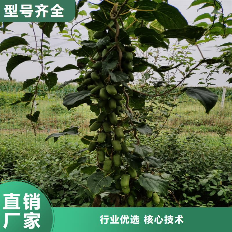 【猕猴桃】北美冬青大厂家实力看得见