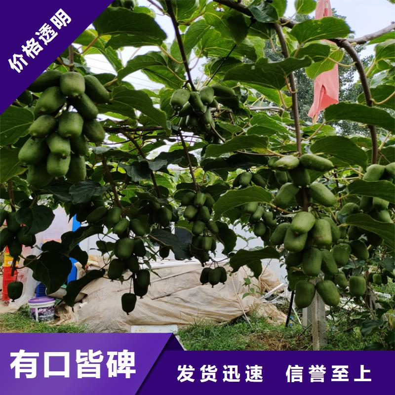【猕猴桃】北美冬青大厂家实力看得见
