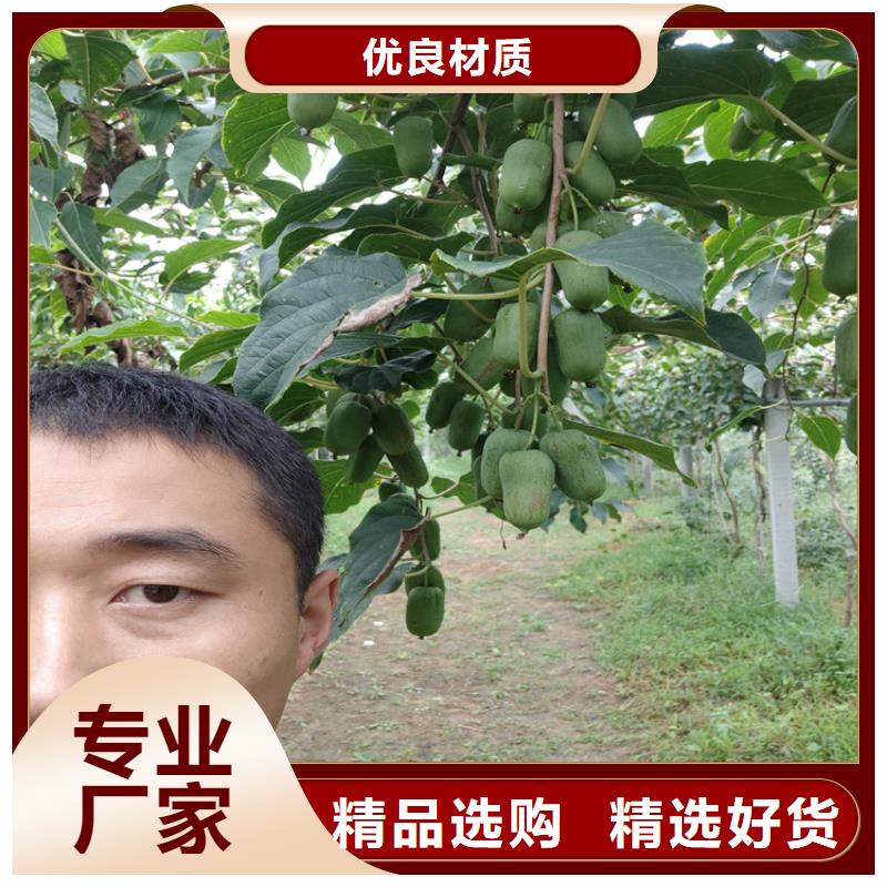 猕猴桃北美冬青产地工厂