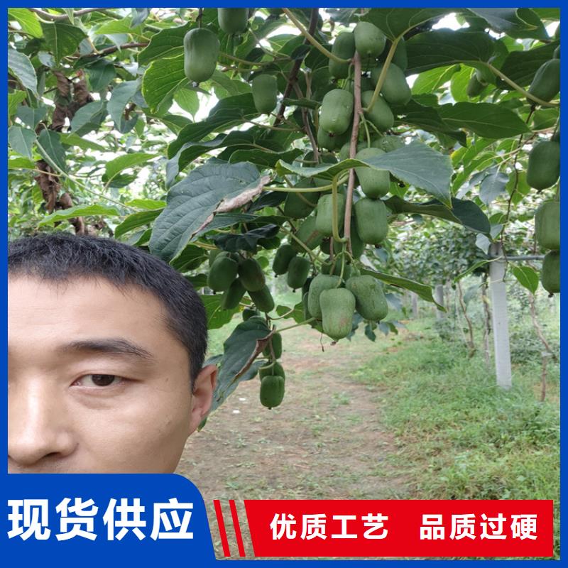 猕猴桃,【杏树苗】48小时发货-服务范围包括睢宁|贾汪|镇江|盐城|南通|扬州|泰州|宿迁|连云港等