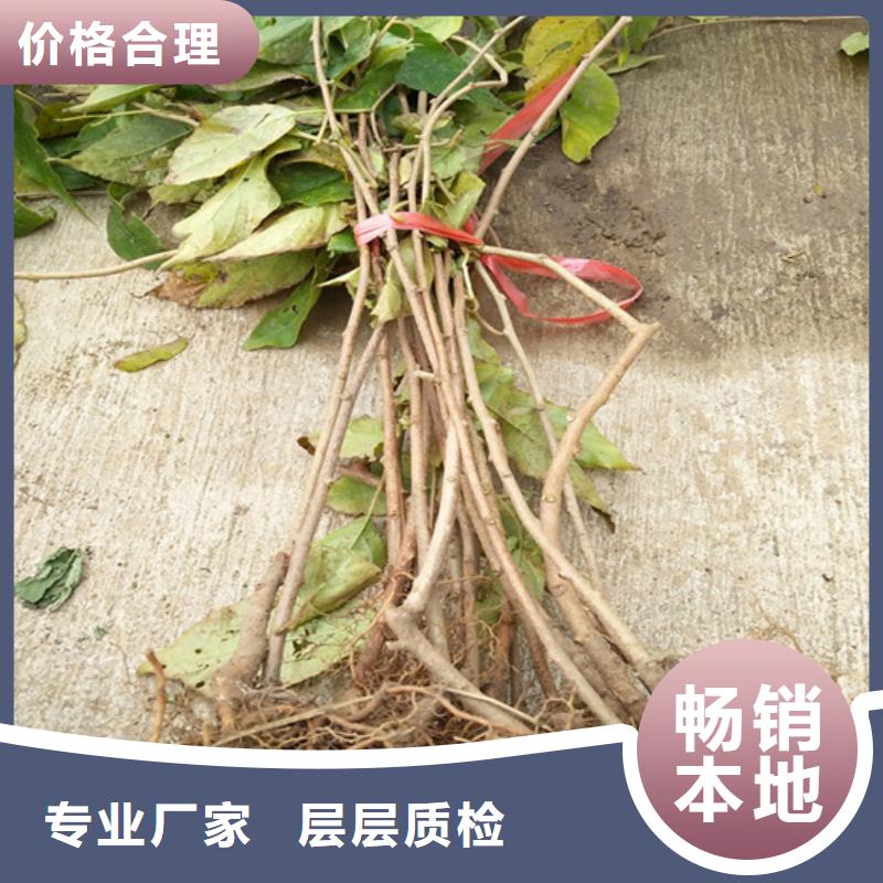 猕猴桃杏树苗多家仓库发货
