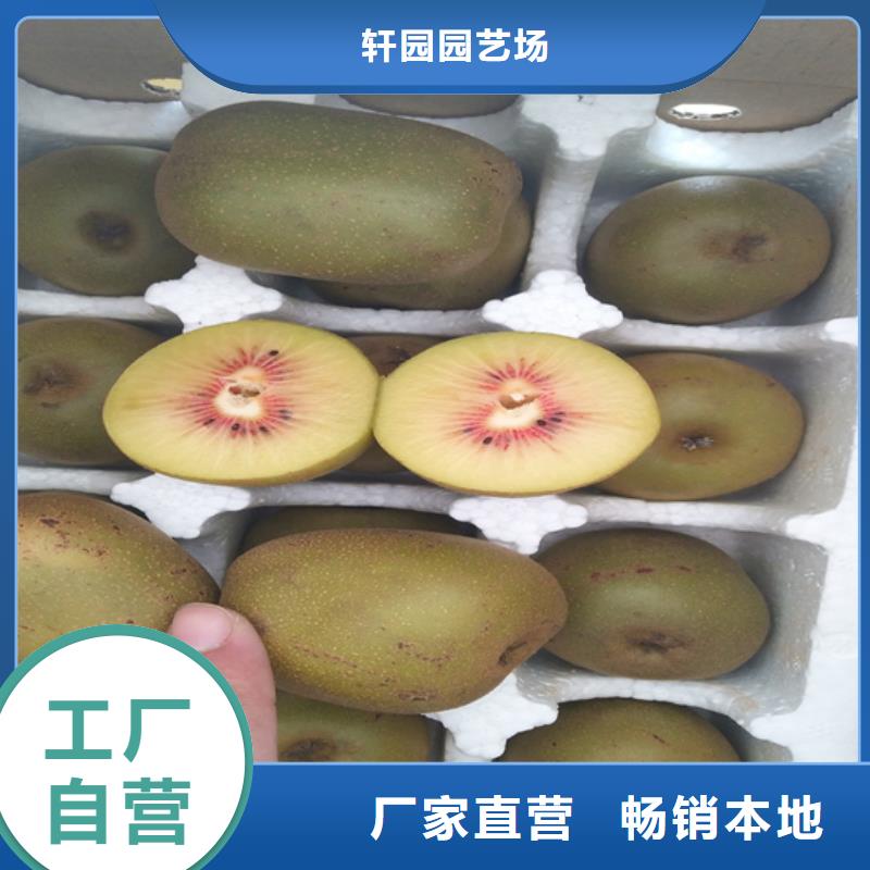 猕猴桃_樱桃苗厂家大量现货