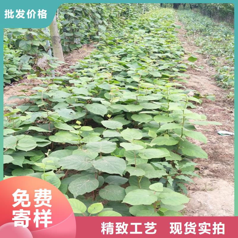猕猴桃桃树苗实体厂家大量现货