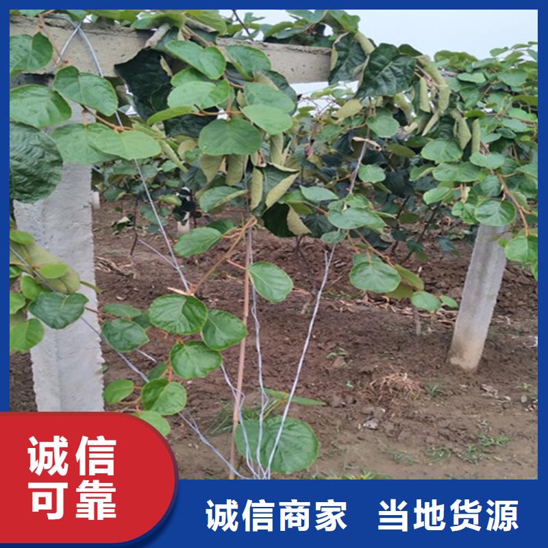 猕猴桃_樱桃苗厂家大量现货