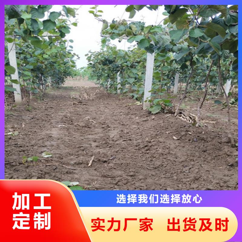 猕猴桃板栗苗专业设计