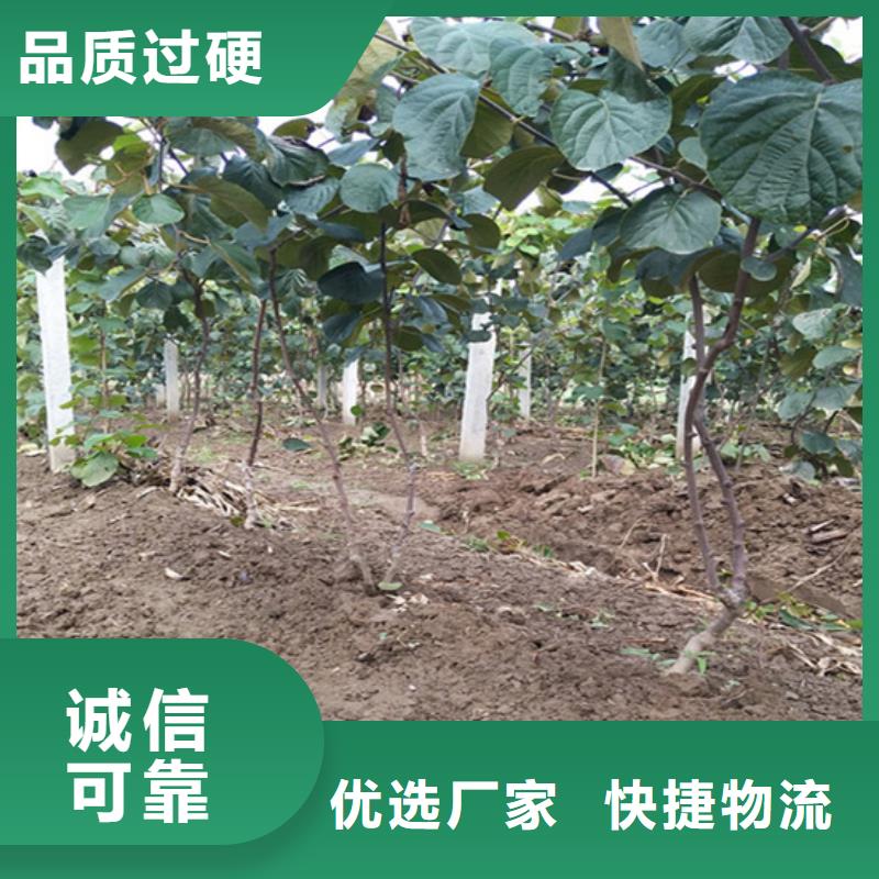 【猕猴桃樱桃苗工厂直营】