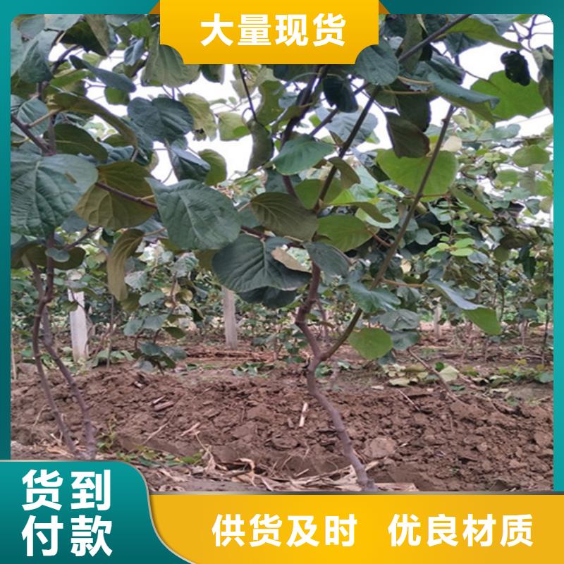 猕猴桃石榴树市场行情