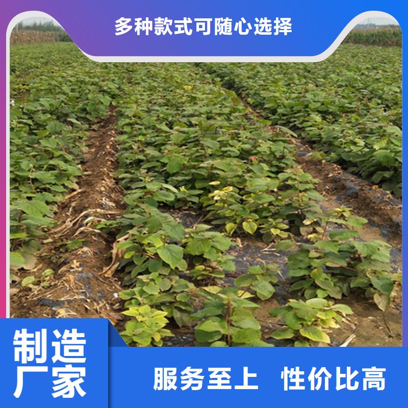 【猕猴桃苹果苗物流配货上门】