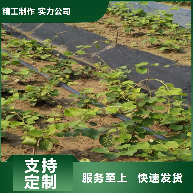 猕猴桃苹果苗为品质而生产