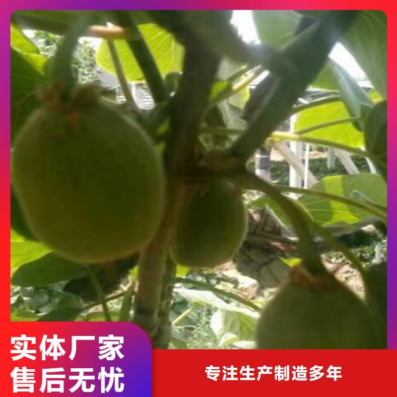 猕猴桃樱桃苗专业生产N年