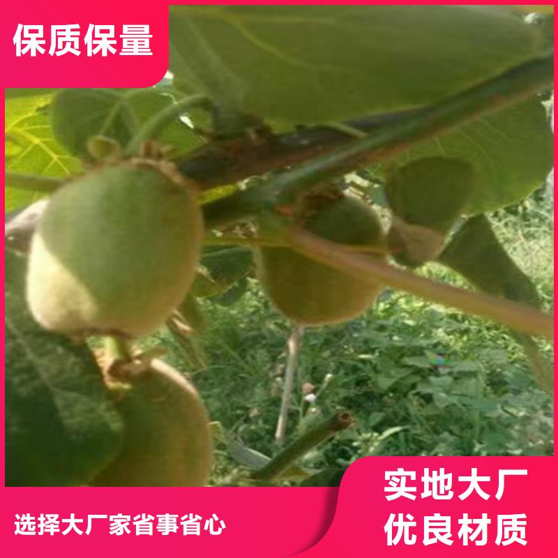 猕猴桃樱桃苗专业生产N年