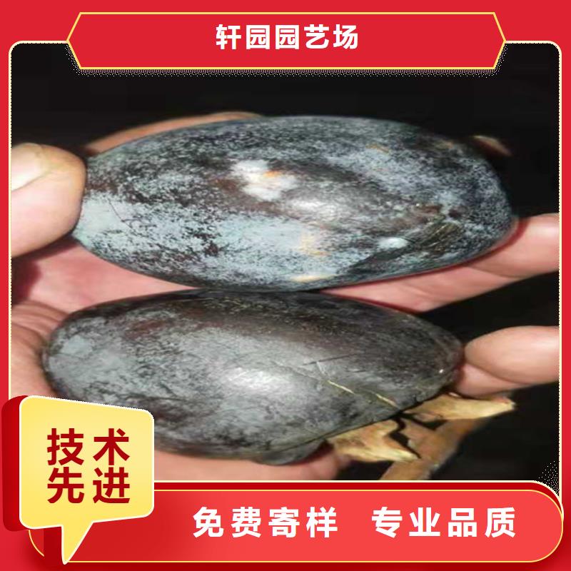 柿子石榴树品种全