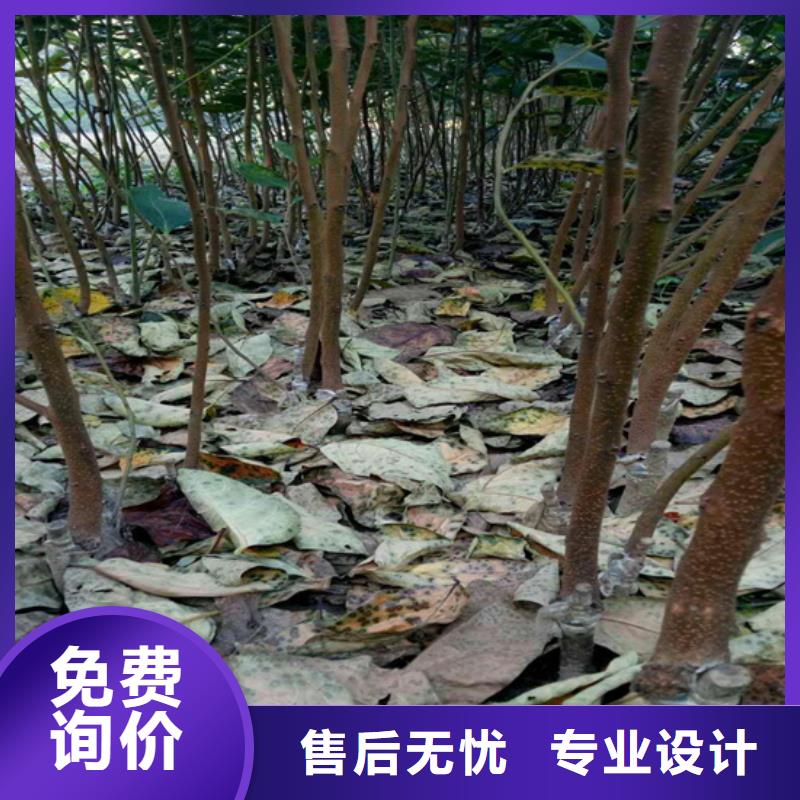 柿子草莓苗常年出售