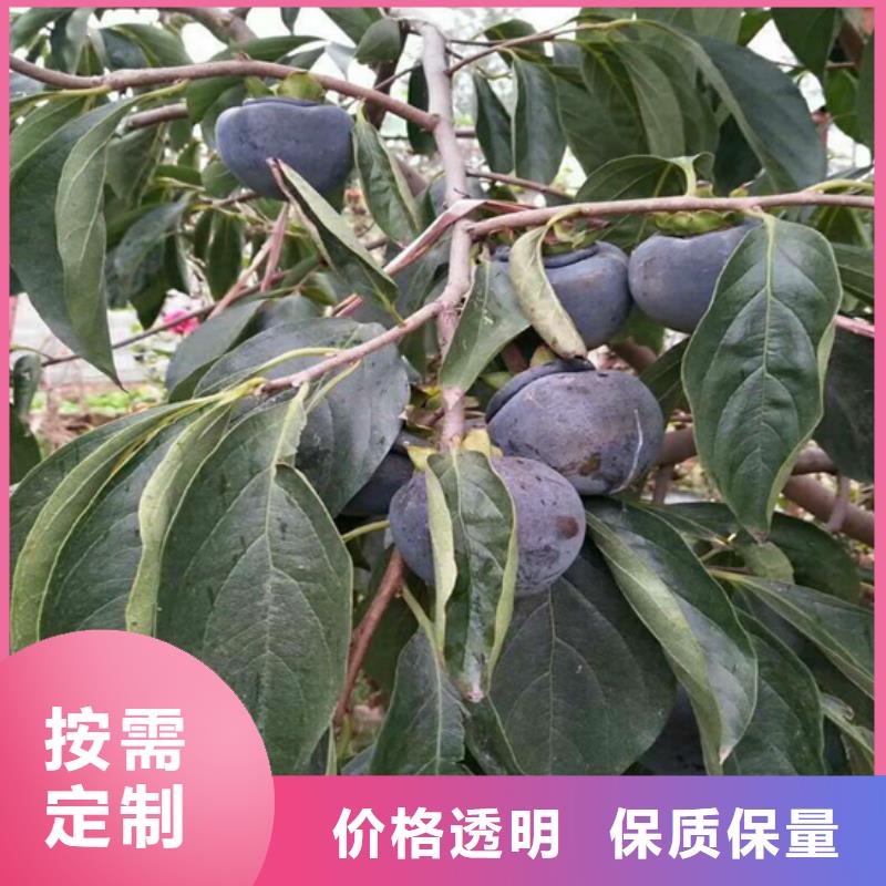 使用寿命长久【柿子】,桃树苗多种工艺-同城品牌