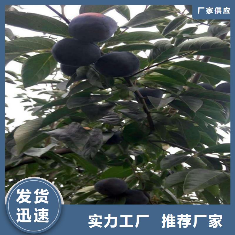使用寿命长久【柿子】,桃树苗多种工艺-同城品牌