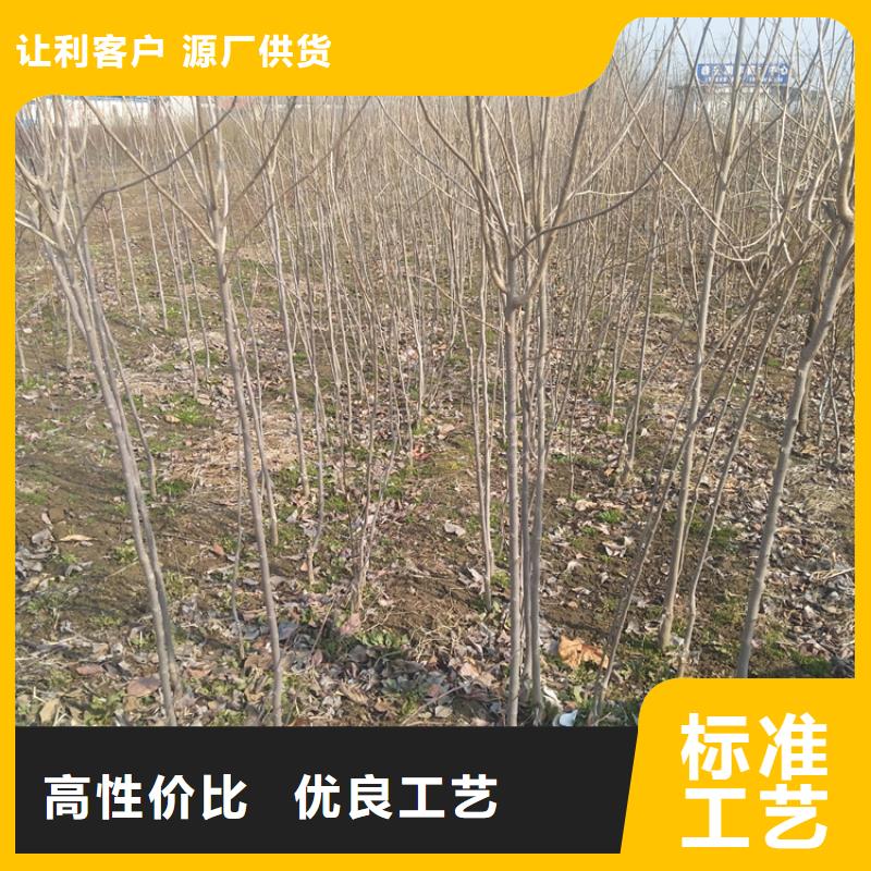 柿子板栗苗源头工厂量大优惠
