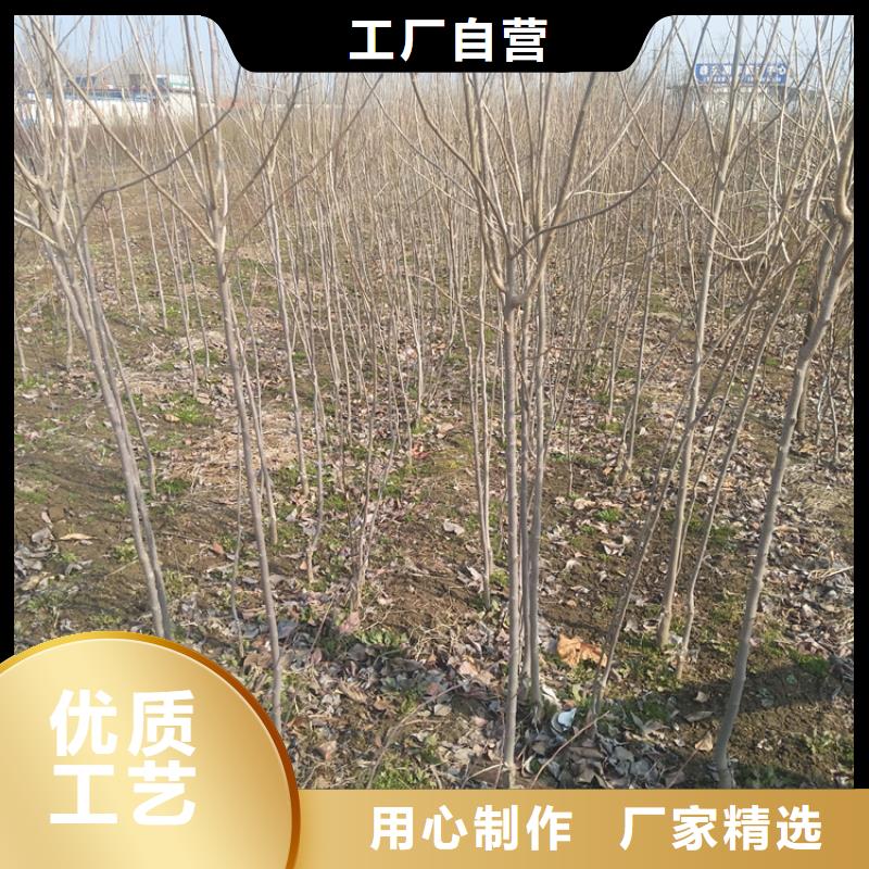 柿子-樱桃苗好品质经得住考验