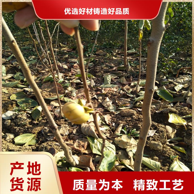 【柿子】桃树苗现货采购