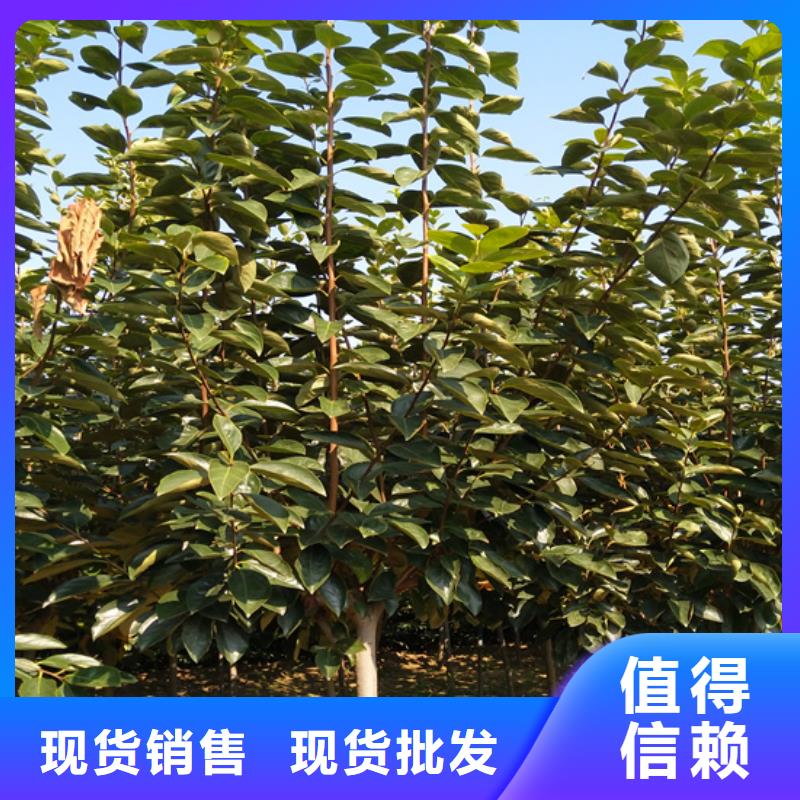 【柿子】桃树苗现货采购