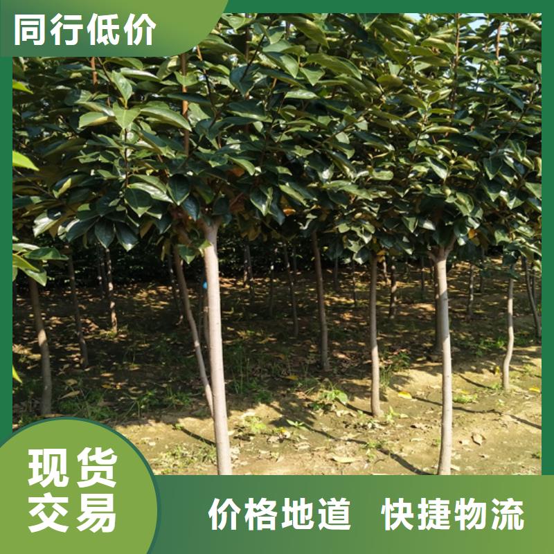 使用寿命长久【柿子】,桃树苗多种工艺-同城品牌
