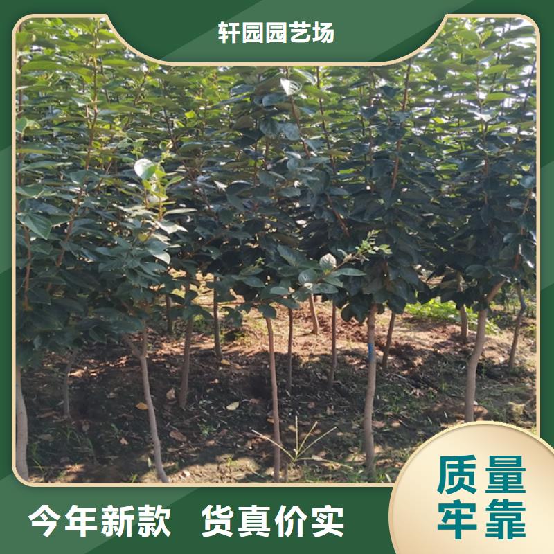 柿子-樱桃苗好品质经得住考验