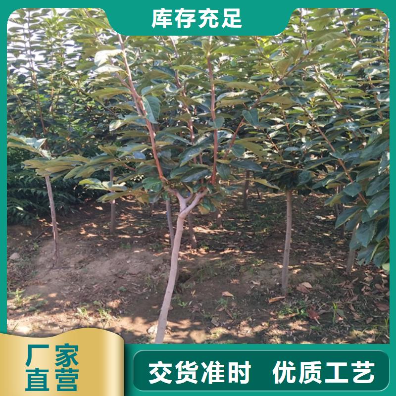 柿子-樱桃苗好品质经得住考验