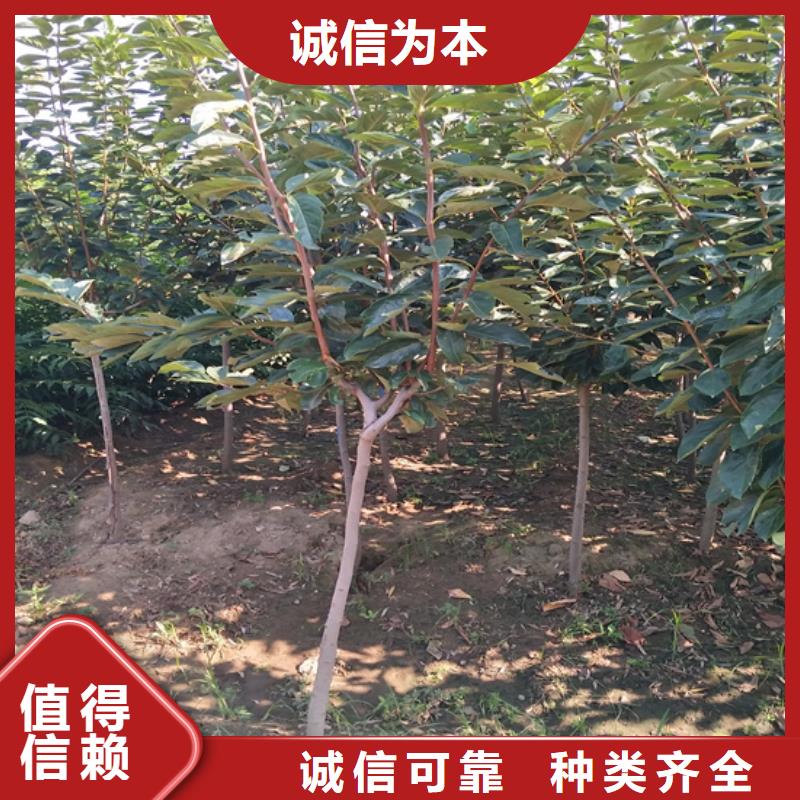 柿子板栗苗实拍品质保障