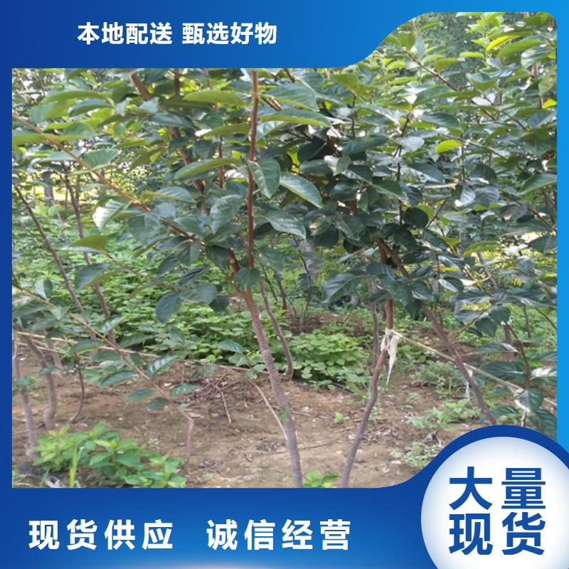轩园【柿子】,桃树苗多种工艺-业务覆盖区域|永德|临翔|西双版纳|红河|大理|普洱-云商赢企